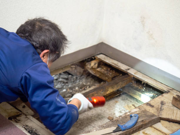 Best Mold Remediation  in Tice, FL