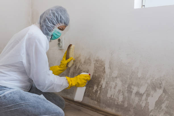 Mold Removal and Inspection in Tice, FL