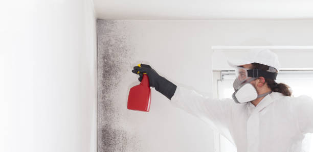 Best Certified Mold Removal  in Tice, FL