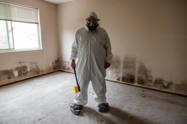 Best Mold Damage Repair  in Tice, FL