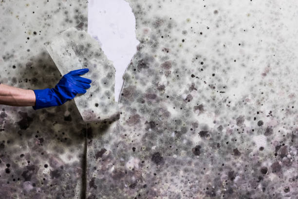 Certified Mold Removal in Tice, FL