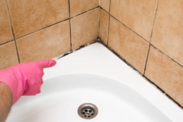 Best Attic Mold Removal  in Tice, FL